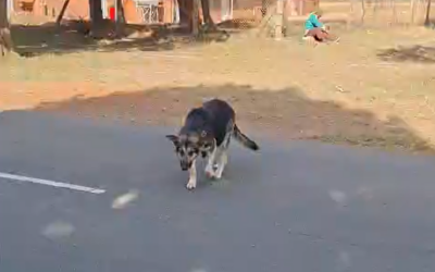 Curbing the cruelty