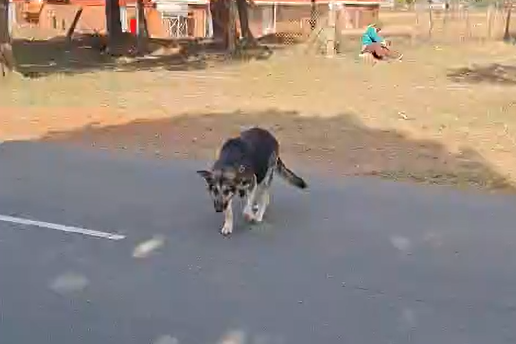 Curbing the cruelty